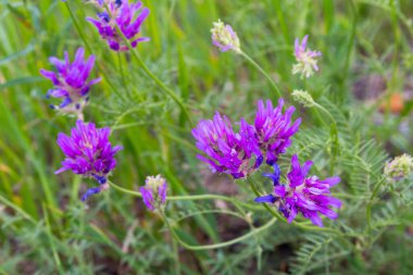 Yeşil çimenlerin bulanık arka planında çiçek açan yonca