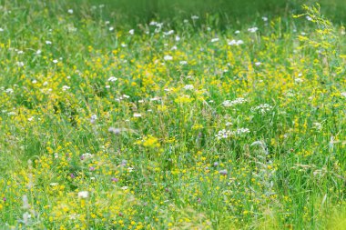 Çayır üzerinde yabani çiçekler ve çimenler. Doğadaki orman bitkileri.