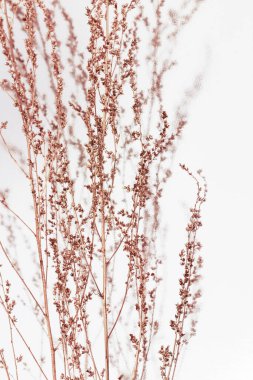 Bakır bitkileri açık gri arka plana boyamış. Minimum trend konsepti. Sonbahar durgun yaşam eğilimi rengi.