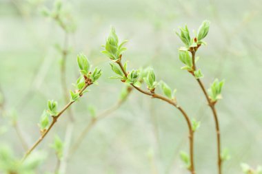 Taze bahar dallarından taze yeşil yapraklı çiçek desenleri..