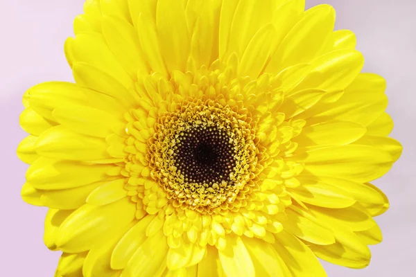 Sarı yapraklı yakın çekim tomurcuğu Gerbera doğal çiçeği. Çiçek açan makro.. — Stok fotoğraf