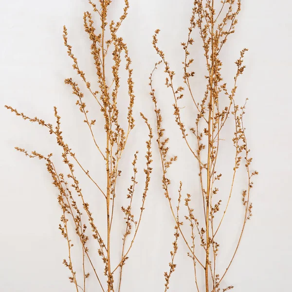 Gold painted plants on light background. Minimal trendy concept. Autumn still life trend color. Nature grass.