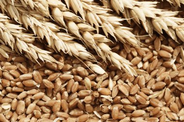 Buğday ve olgun çekirdekler yakın mesafede. Mısır gevreği hasadı. Zengin hasat yaratıcı konsepti. Bitkinin doğal kulaklarıyla natürmort. Üst görünüm