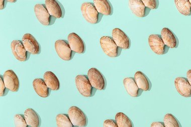 Nane mavisi kağıt üzerinde doğal bej kabuklar. Doğal deniz kabukları ile yaz tasarımı arka planı.