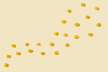 Yuvarlak tüylü sarı çiçekli Mimosa çiçeği yaklaş. Çiçeklerin doğal dalı. Minimum bahar tatili konsepti monokrom rengi, kopyalama alanı