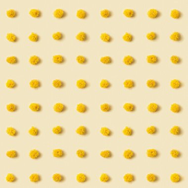 Mimosa çiçeği yuvarlak tüylü sarı topların deseni. Geometrik polka desenli doğal çiçeklerden yapılmış. Asgari soyut arkaplan monokrom renkleri.