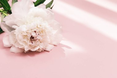 Beyaz şakayık çiçeği ve pembe arkaplanda fotokopi alanı olan güneş ışığı. Yaz çiçekleri narin şakayık, mevsimlik çiçek tasarım kartı