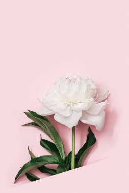 Pembe arka planda beyaz şakayık çiçeği ve fotokopi alanı. Yaz çiçekleri narin şakayık, mevsimlik çiçek tasarım kartı