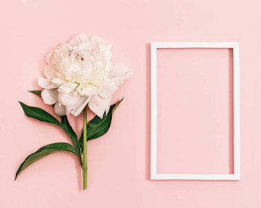 Beyaz şakayık çiçeği, pastel pembe arka planda, beyaz çerçeveli, kısa mesaj için. Yaz çiçekleri açan parlak şakayık, mevsimlik çiçek tasarımı