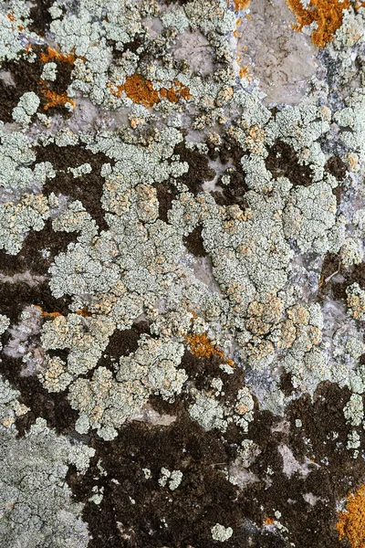 Ambiente Natural Pedra Texturizada Com Musgo Amarelo Brilhante Líquen Fundo — Fotografia de Stock