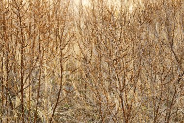 Böğürtlen çalılarının doğal arka planı. Ağaçların kuru dalları. Çalı çalıları. Yoğun çalılıklar.