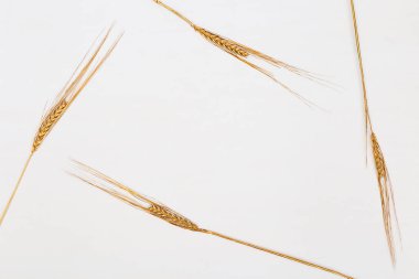 Çavdar altınının ışıkla renklendirilmiş dekoratif çivileri. Altın boyalı kulaklar metalik renklerde. Kopyalama alanı olan yaratıcı bir düzen. Zengin hasat kavramı.