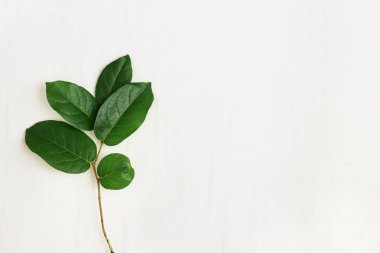 Tek yeşil dal ve güzel yapraklar. Minimalist doğal çevre kavramı. Dekoratif bitki dalı. Çevrenin bakımı 