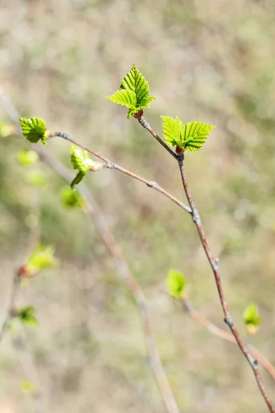 First Spring Leaves Green Blurred Background Fresh Green Leaf Natural — Stock Photo, Image