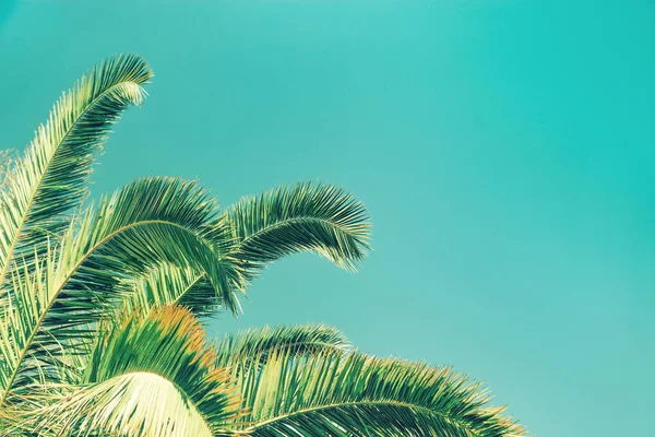 Retro toned Palm tree leaves. Palm and blue sky. Natural texture background with copy space.