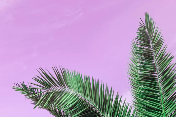 Yeşil Yapraklar Palmiye Ağaçları Gök Mavisi Pembe Renkler Kopya Alanı — Stok fotoğraf