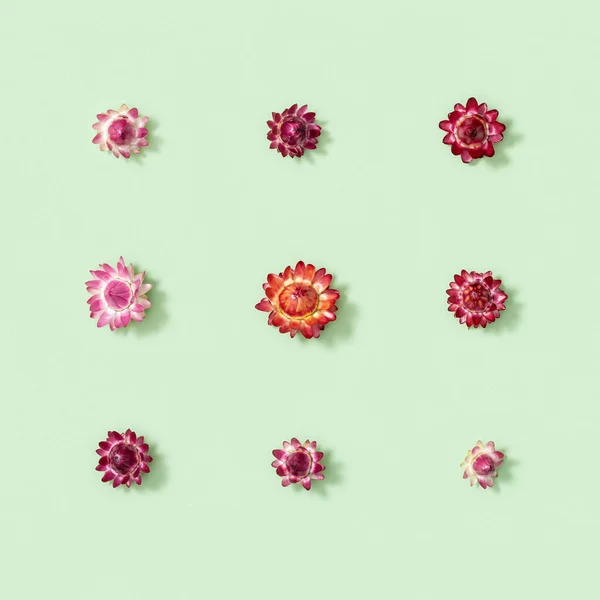 自然乾燥した花 柔らかい緑色の背景に小さな赤い花 花のデザイン 自然植物とグリーティングカード トップビュー フラットレイアウト — ストック写真