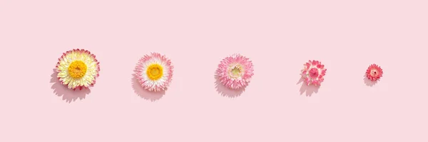 花の構成 柔らかいピンクのドライフラワーのパターン 花のデザインの背景 トップビュー フラットレイアウト — ストック写真