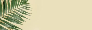 Açık sarı zemin üzerinde güneş gölgesi olan doğal yeşil palmiye yaprağı ve fotokopi alanı. Yaz asgari konsept, güneşli bir günde güzel gün ışığı.