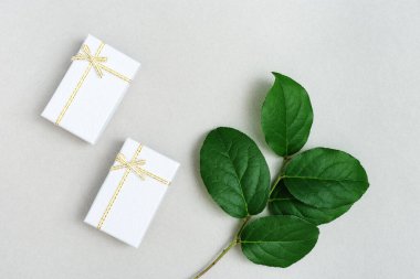 Yeşil yapraklı doğal ağaç dalı ve arka planda küçük hediye kutuları. Tatil ve kutlama konsepti. Üst görünüm ve düz uzanma.