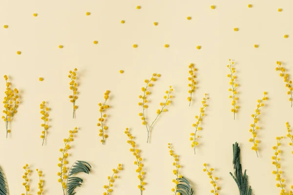 丸いふわふわの黄色のボールを持つミモザの花の背景 天然の春の花 最小限の花構成モノクローム — ストック写真