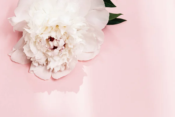 Fehér Bazsarózsa Virág Napfény Rózsaszín Háttérrel Másolás Helyet Nyári Virágzó — Stock Fotó