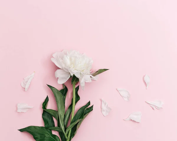 Fehér Bazsarózsa Virág Szirmok Rózsaszín Háttérrel Fénymásoló Virágos Képeslap Nyári — Stock Fotó