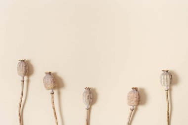 Bej renkli arka planda kuru haşhaş ile yapılmış minimum doğal düzen. Olgun tomurcuklardaki haşhaş tohumları. Güneş ışığı ve gölgeli çiçekli görseller, tek renkli pastel renkler ve nötr renkler.