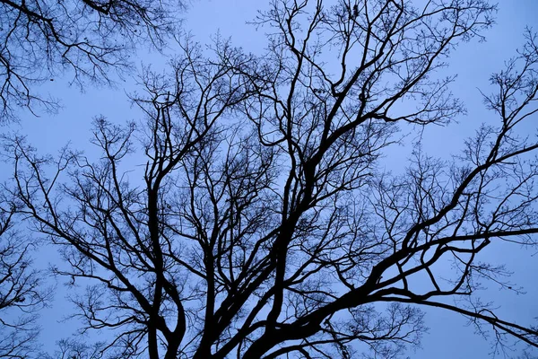 Ramas Árboles Sin Hojas Contra Cielo Azul Patrón Contexto Ambiental — Foto de Stock