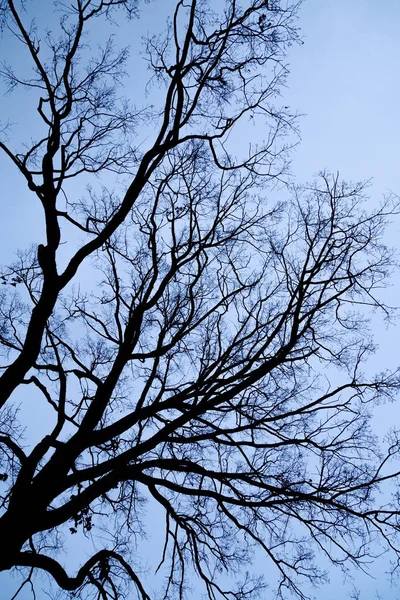 Arbre Branches Silhouette Sur Fond Bleu Ciel Modèle Naturel Concept — Photo