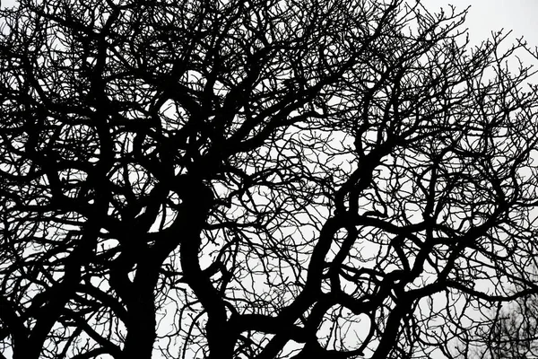 Δέντρα Χωρίς Φύλλα Λευκό Φόντο Φυσικό Περιβαλλοντικό Πρότυπο Μαύρο Και — Φωτογραφία Αρχείου