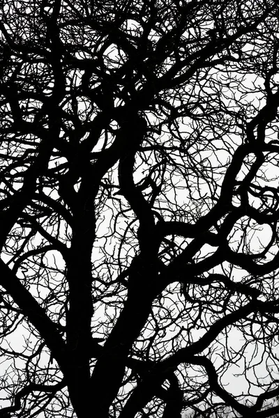Looking Leafless Tree Sky Lots Dark Dry Branches Silhouette White — Stock Photo, Image