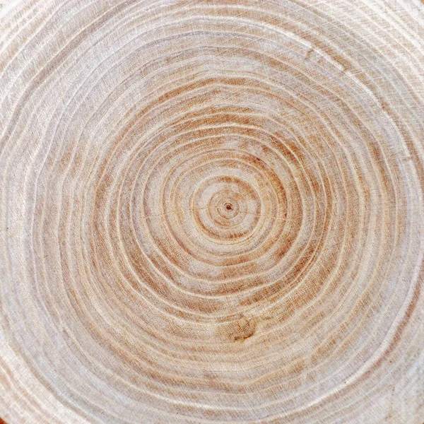 木の切りの質感を閉じます ツリーリング 自然の有機的背景 — ストック写真