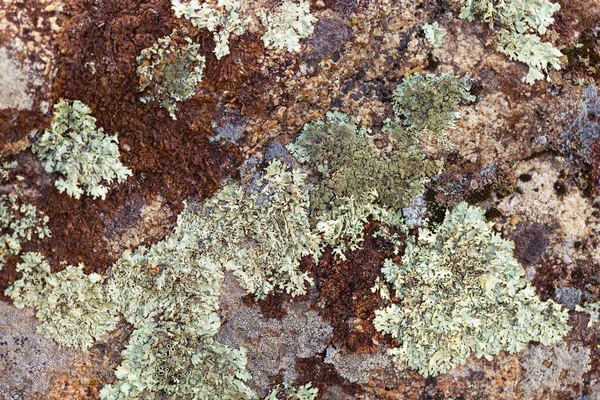 Moss Creciendo Rocas Bosque Fondo Natural Textura Orgánica — Foto de Stock