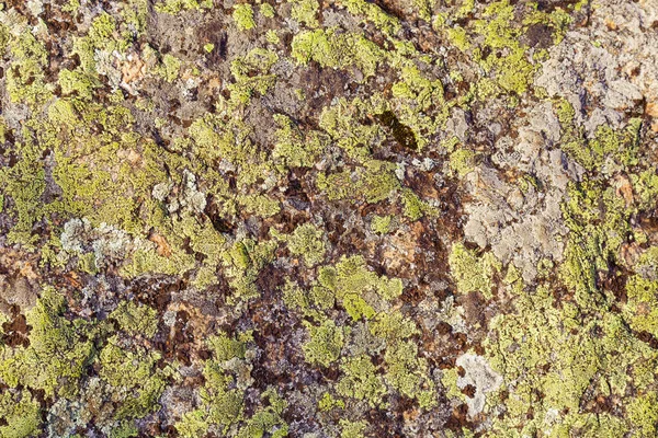 Moss Piedra Grande Fondo Natural Textura Orgánica — Foto de Stock