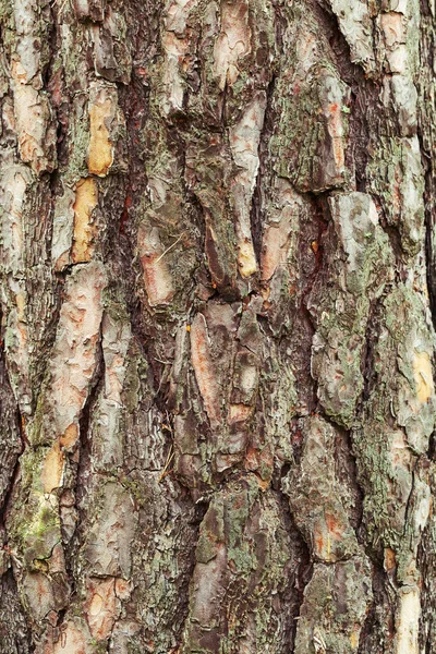 樹皮の自然な背景テクスチャ 木の質感の樹皮 自然装飾 — ストック写真