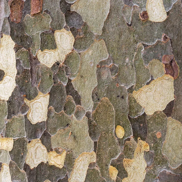 Natural Environment Background Texture Platan Bark Natural Pattern Detail Wooden — Stock Photo, Image