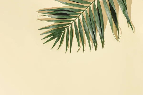 Natuurlijk Groen Palmblad Met Zonnescherm Lichtgele Achtergrond Met Kopieerruimte Zomer — Stockfoto