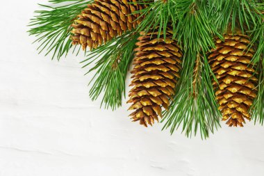 Beyaz beton arka planda, çam dalları üzerinde kopyalanmış üç altın Noel konisi. Xmas teması.