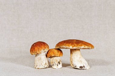 Üç taze mantar boletus fotokopi alanıyla kapanır. Asgari biçim.