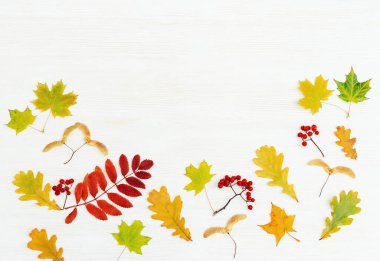 Rowan ile sonbahar çerçevesi kırmızı renk ve rowanberry, akçaağaç ve meşe yaprakları beyaz ahşap arka planda fotokopi alanı ile bırakırlar. Üst görünüm.