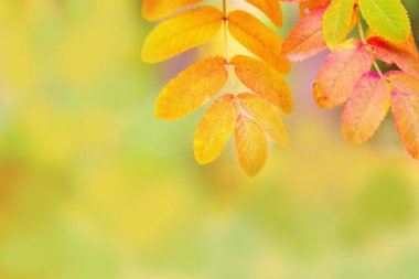 Kükürt ağacının sarı yaprakları. Sonbaharın renkleri.