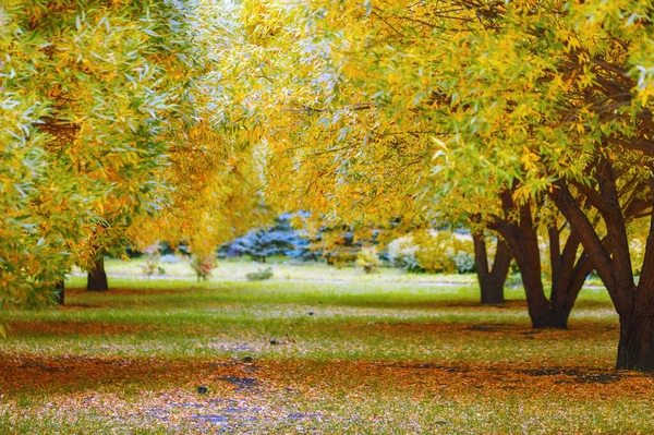 Beautiful Autumn Landscape Yellow Trees Willow Sunlight Falling Leaves Natural — Stock Photo, Image