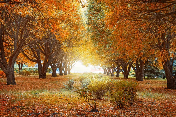 Golden Autumn Trees Autumn Landscape Tree Willows Beautiful Autumn Park — Stock Photo, Image