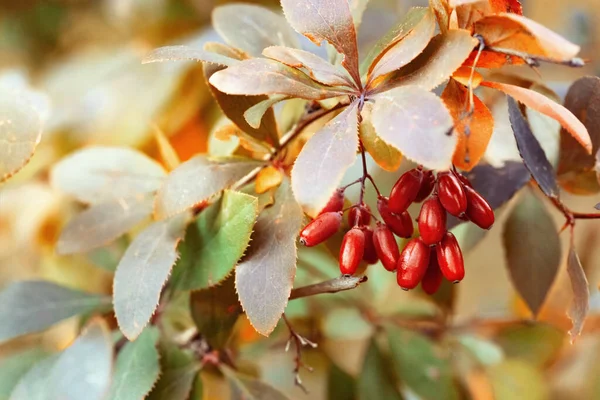 Natural Autumnal Background Berries Barberry Selective Focus Autumn Landscape Autumn — Stock Photo, Image