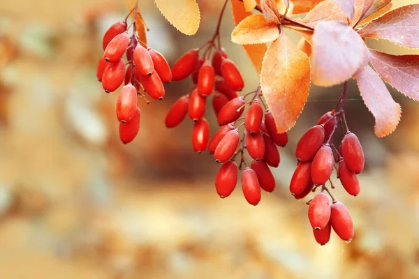Autumn landscape. Red berries of barberry on branch. Natural background — Stock Photo, Image