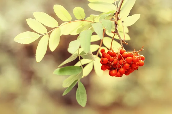 Bunch of ripe rowan in autumn. Rowan berries close-up on blurred background. — Stock Photo, Image