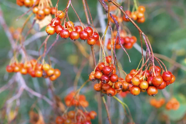 Ripe hawthorn berries. Bunch of wild red berries on dry branches. Growing berries. — Stock Photo, Image