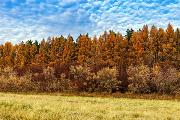 Autumn trees with bright leaves in forest. Autumn landscape.