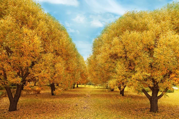 Mavi gökyüzü ile altın sonbahar. Ağaç söğütleri ile sonbahar manzarası. — Stok fotoğraf